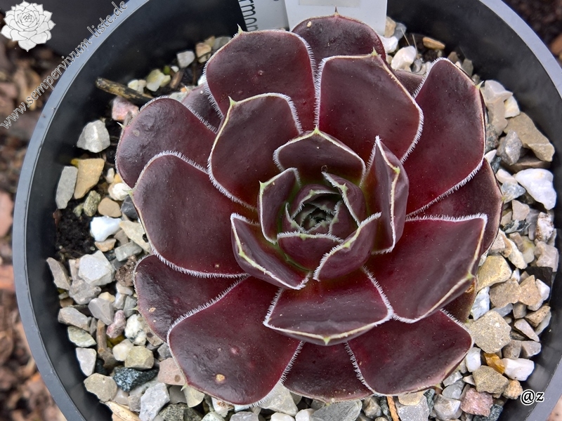 Korspelse Idaline / Jovi