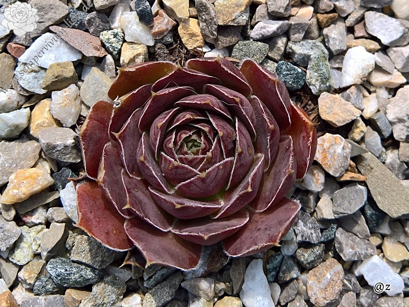 Korspelse Idaline / Jovi