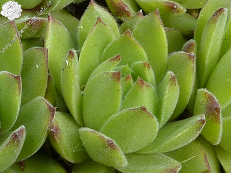 cantabricum from La Una