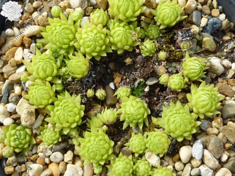 globiferum ssp. allionii from la Madone de Fenestre