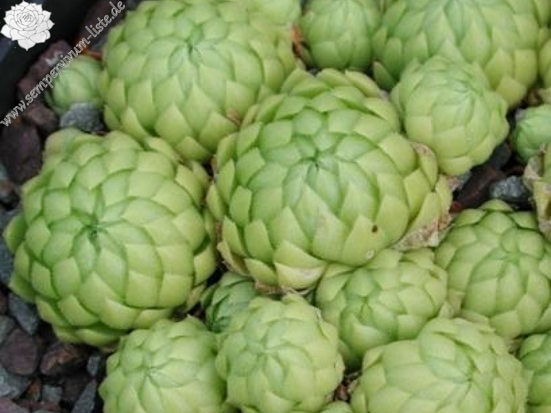 globiferum ssp. allionii from la Madone de Fenestre