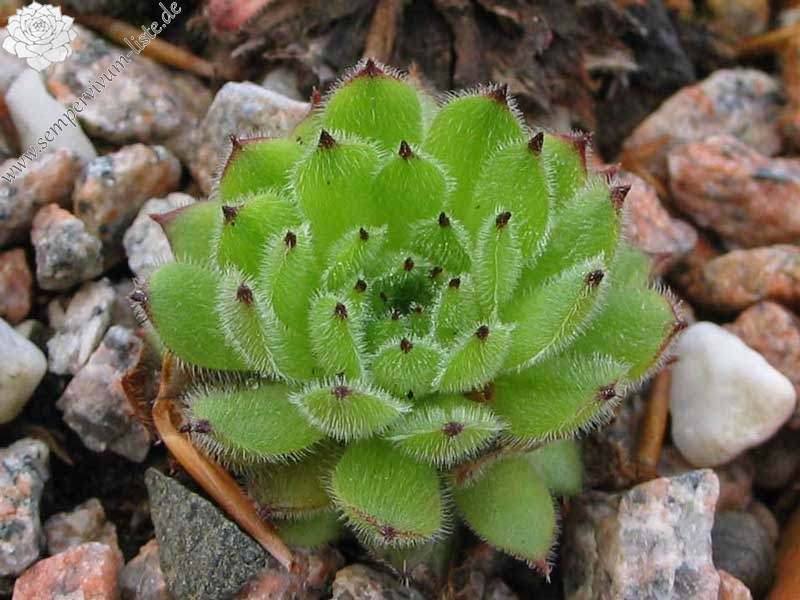 leucanthum from Koprivnik