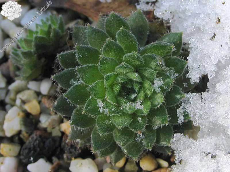 leucanthum from Pastra