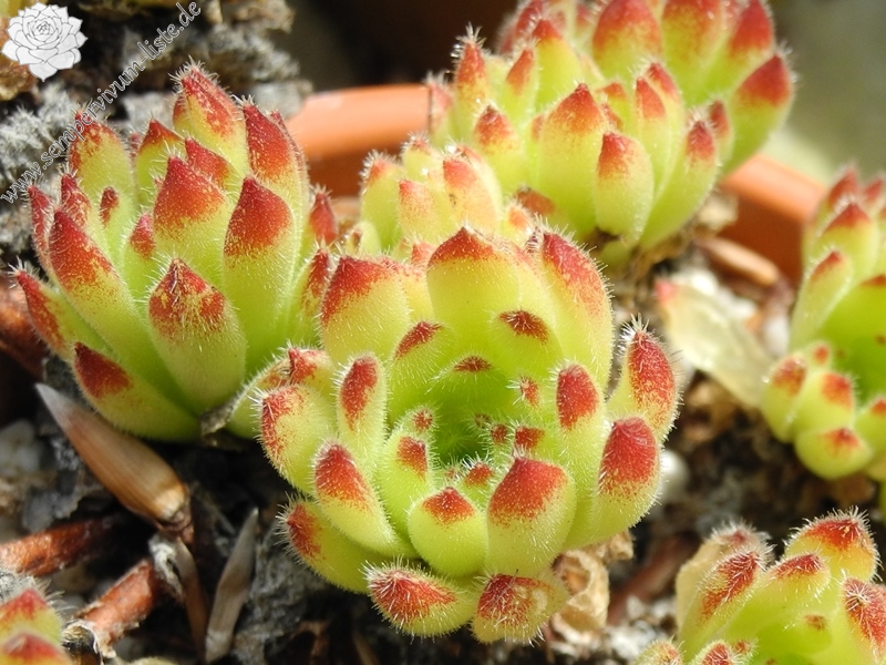 leucanthum from Pastra