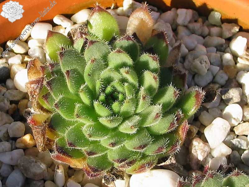 leucanthum from Pastra