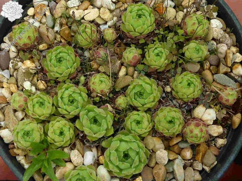 cantabricum from Peña Llesba