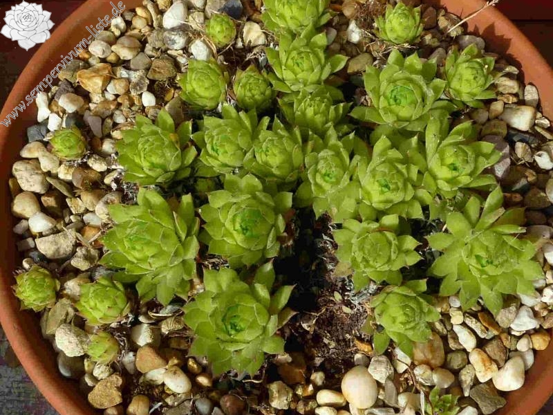 cantabricum ssp. cantabricum from Piedrasluengas