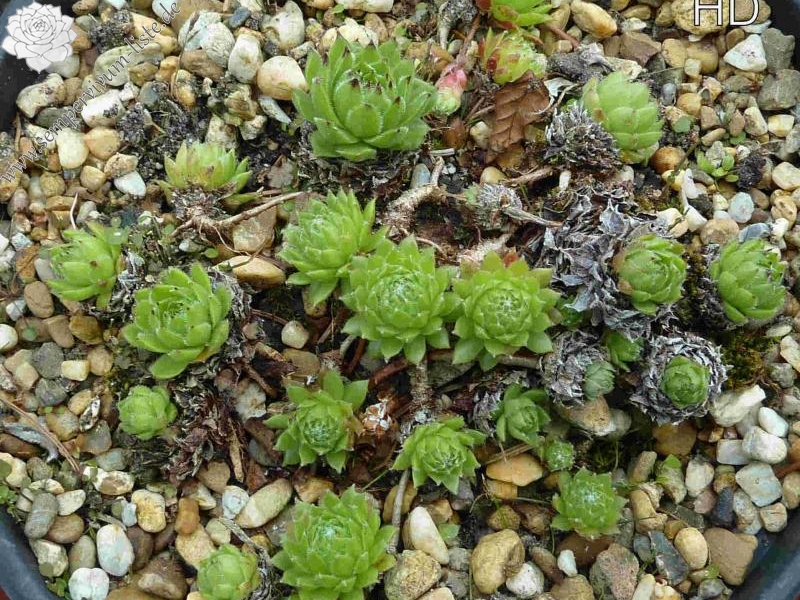 cantabricum ssp. cantabricum from Majada de Camburero