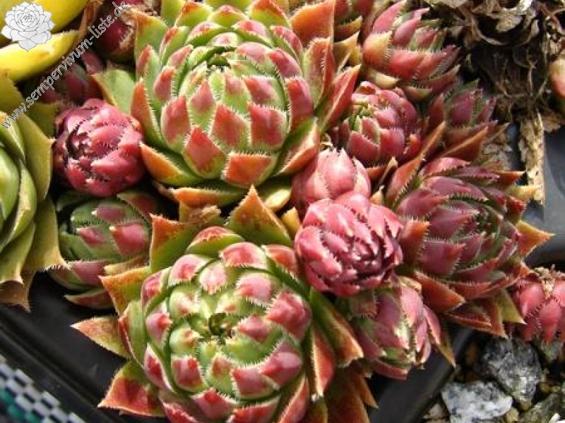 globiferum ssp. hirtum from Male Zajfy