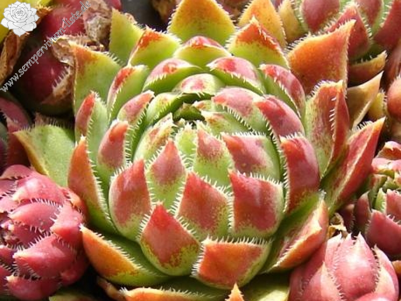 globiferum ssp. hirtum from Male Zajfy