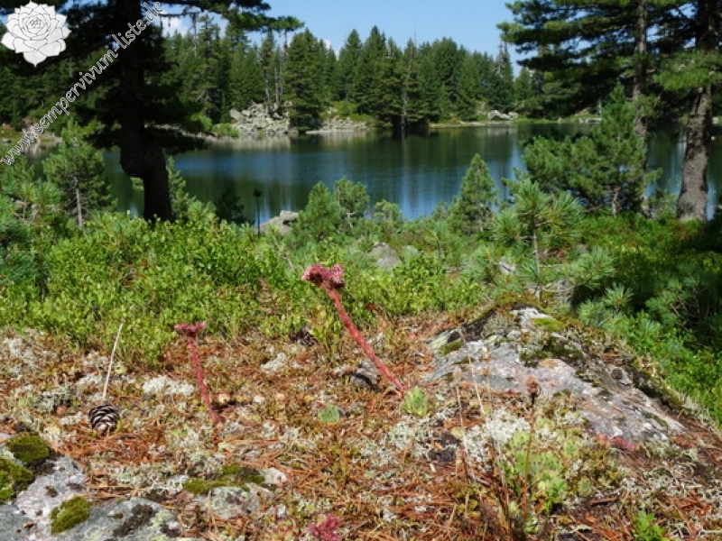 marmoreum from Hridski jezero
