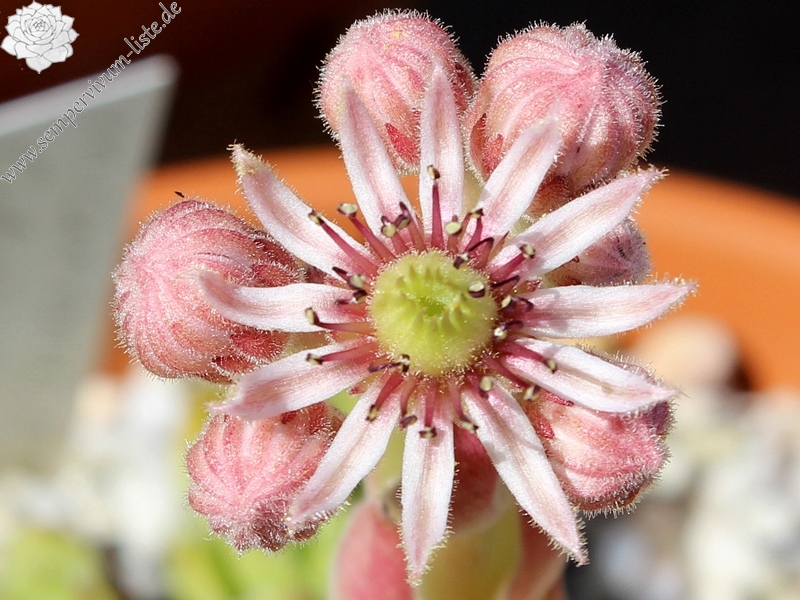 marmoreum (debile)