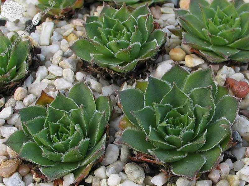 marmoreum (debile)