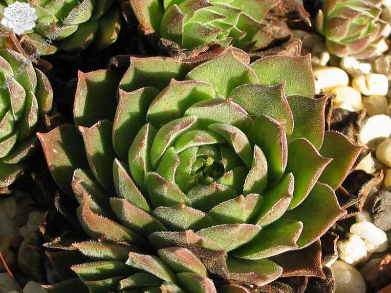 marmoreum from Torda Erdely