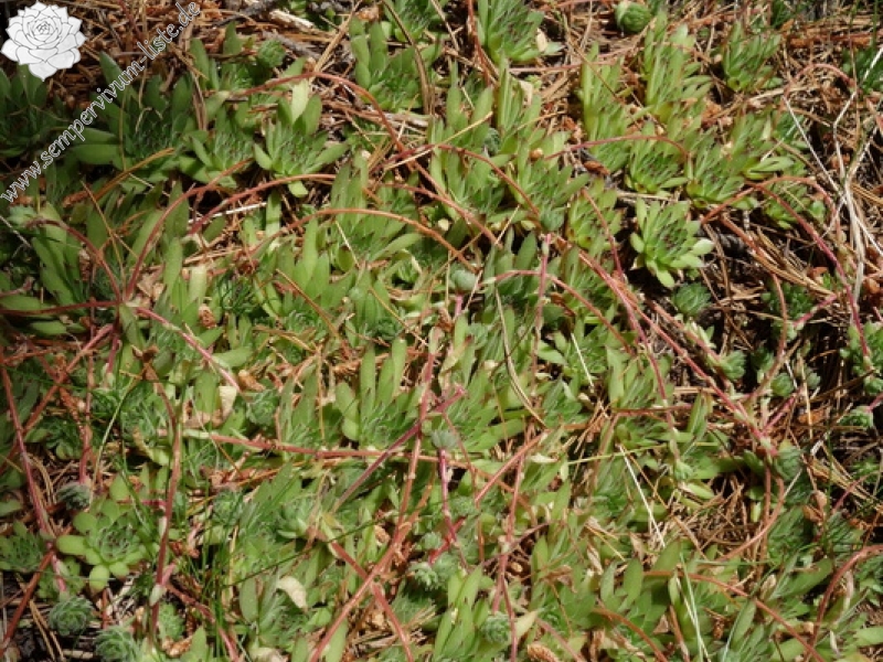 marmoreum from Hridski jezero