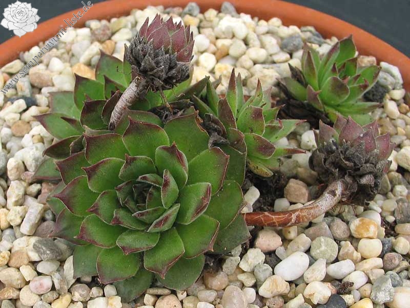 marmoreum from Torda Erdely