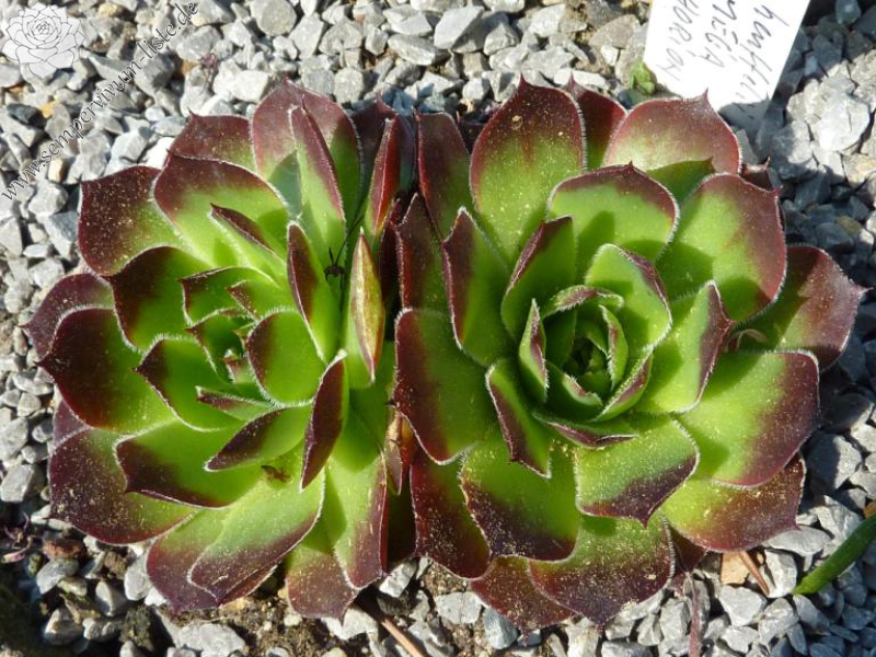 heuffelii from Mega Chorion