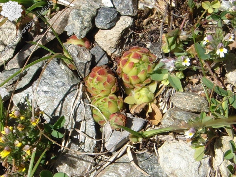 montanum ssp. montanum from Umbrailpass