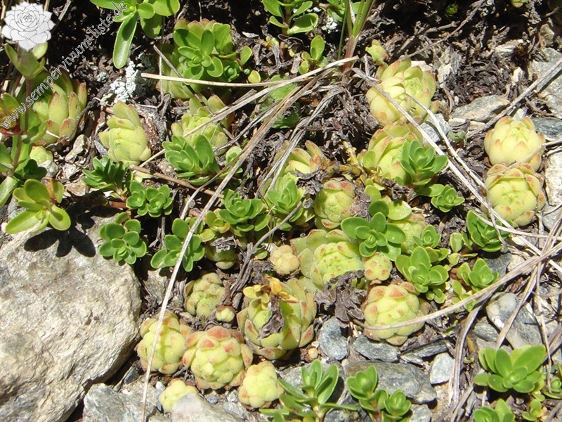 montanum ssp. montanum from Umbrailpass