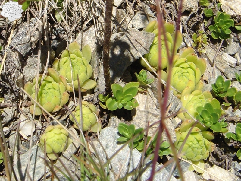 montanum ssp. montanum from Umbrailpass