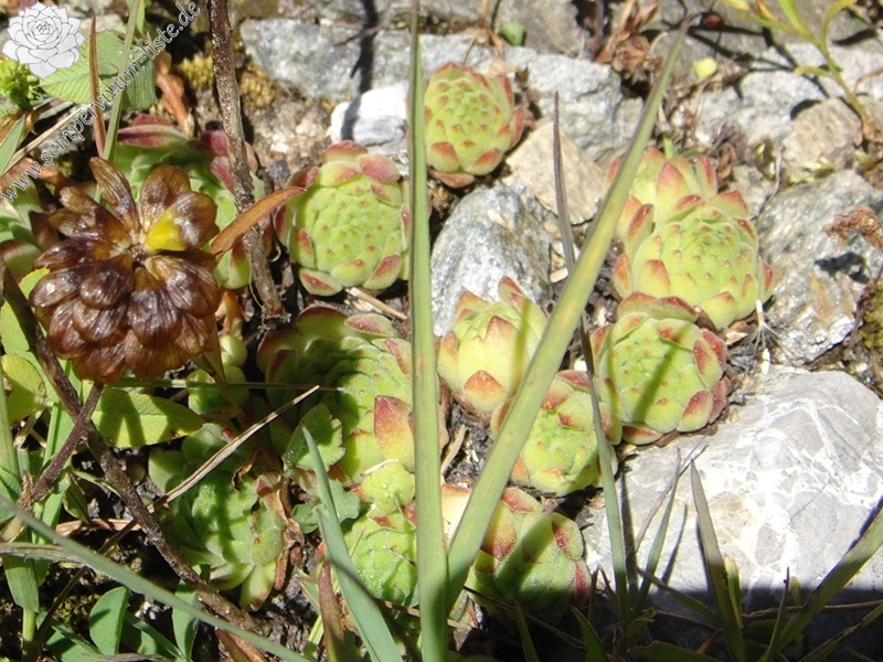 montanum ssp. montanum from Umbrailpass