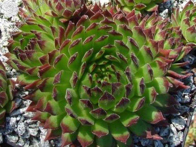 montanum ssp. stiriacum from Goldeck