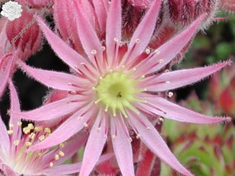 montanum ssp. stiriacum from Goldeck