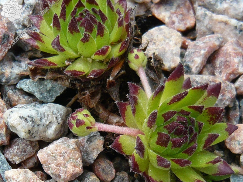 montanum ssp. stiriacum from Großglockner