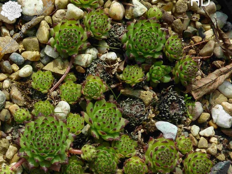 montanum ssp. stiriacum from Großglockner