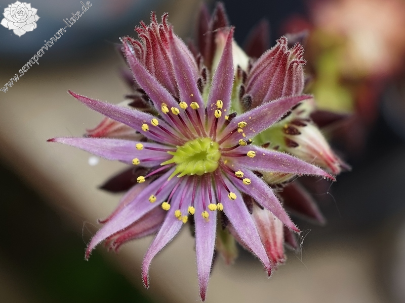 montanum ssp. stiriacum from Katschberg