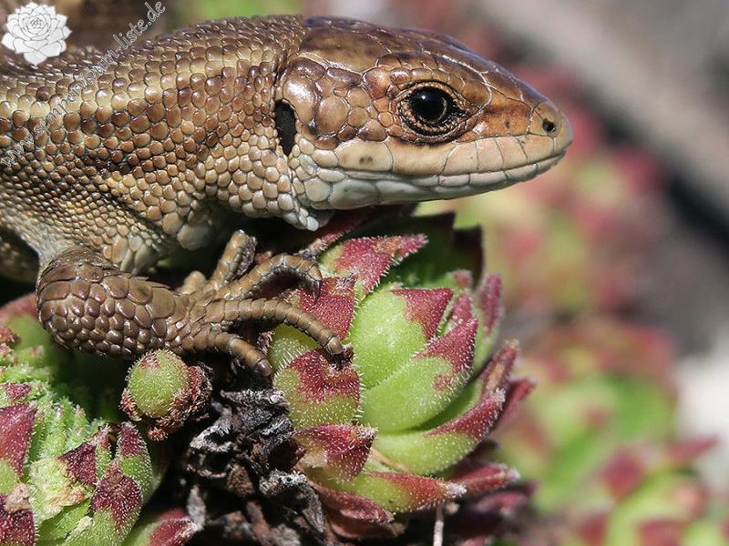montanum ssp. stiriacum from Klomnock