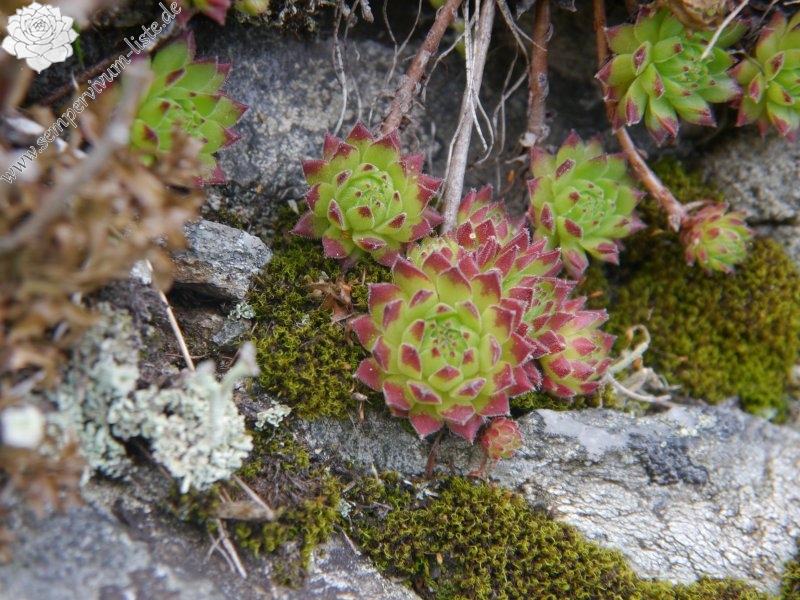 montanum ssp. stiriacum from Klomnock