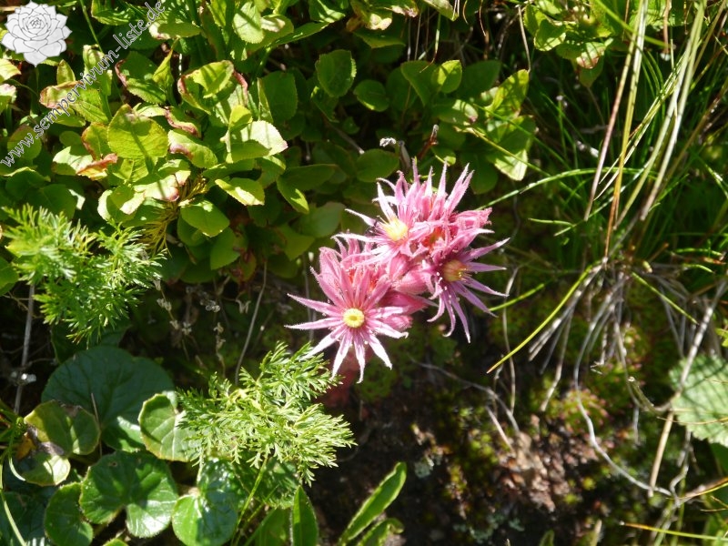 montanum ssp. stiriacum from Klomnock