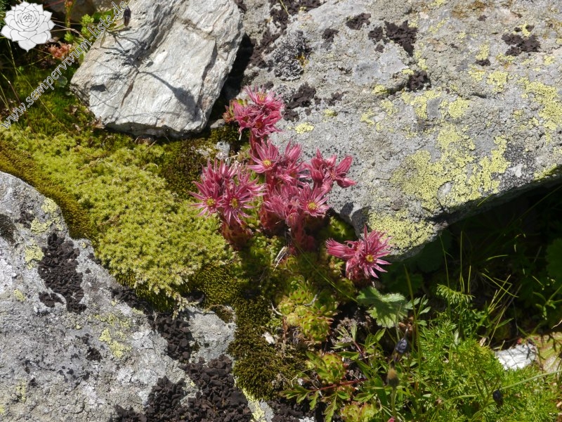 montanum ssp. stiriacum from Klomnock