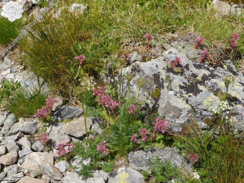 montanum ssp. stiriacum from Klomnock