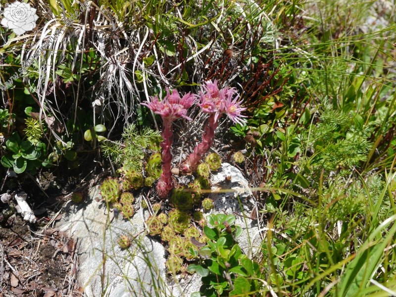 montanum ssp. stiriacum from Klomnock