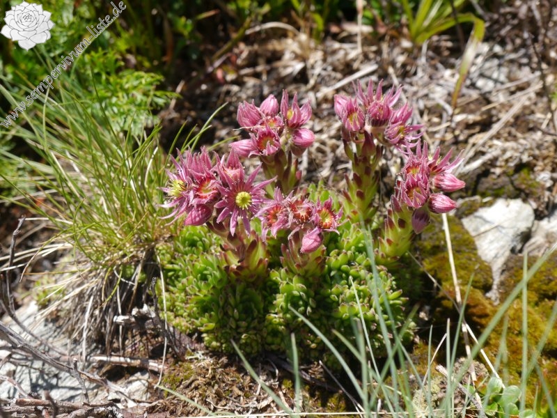 montanum ssp. stiriacum from Klomnock