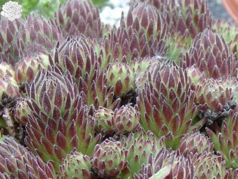 montanum ssp. stiriacum from Mauterndorf