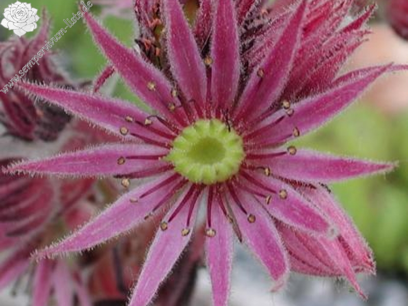 montanum ssp. stiriacum from Mauterndorf