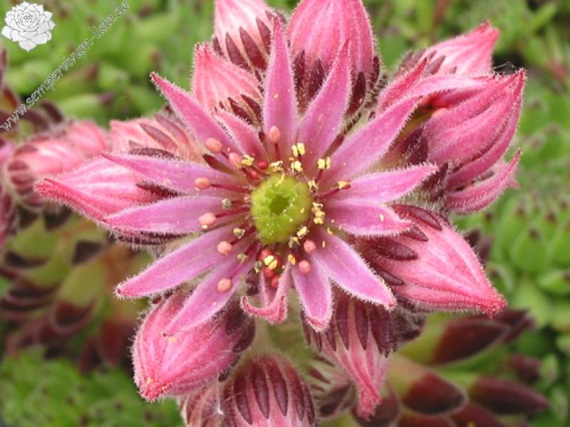 montanum ssp. stiriacum from Mauterndorf
