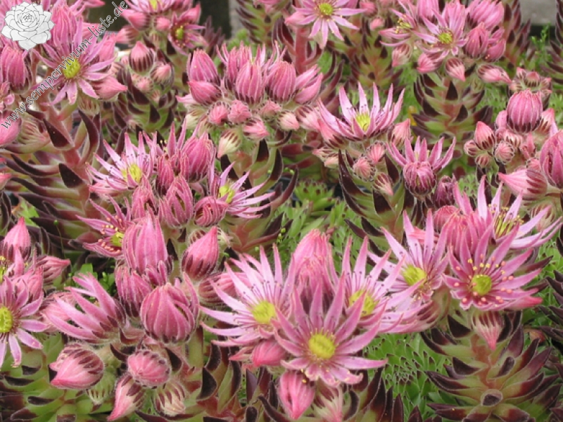 montanum ssp. stiriacum from Mauterndorf