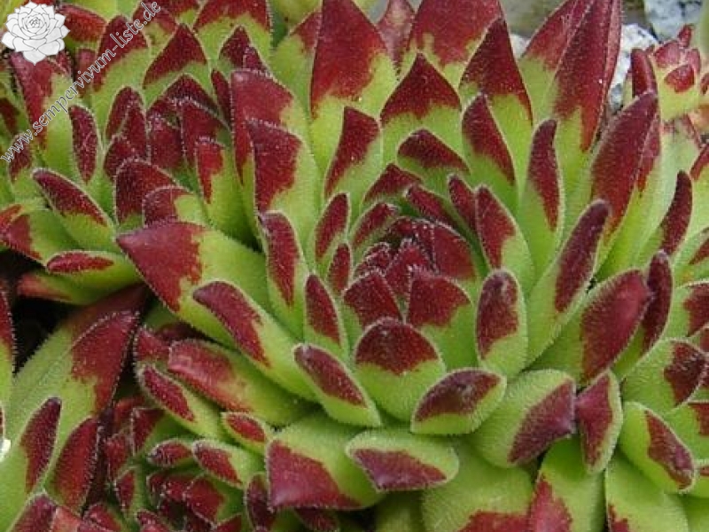 montanum ssp. stiriacum from Tschanek