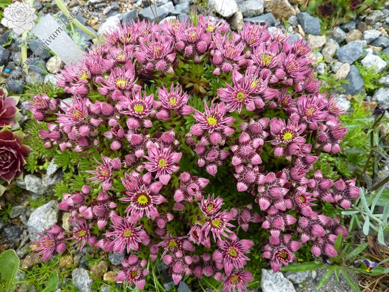 montanum ssp. stiriacum