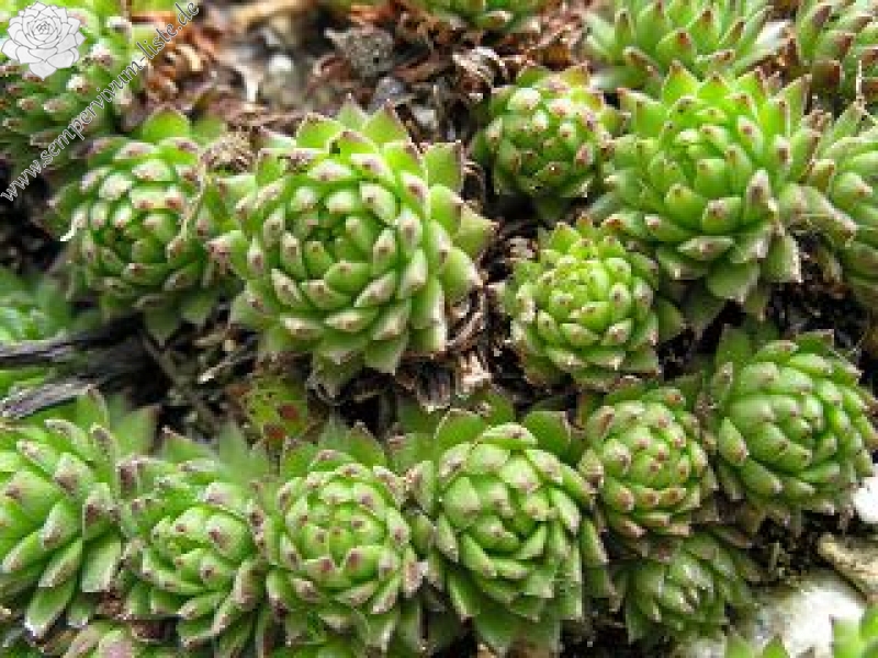 montanum ssp. stiriacum