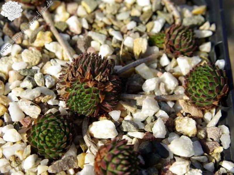 montanum ssp. stiriacum