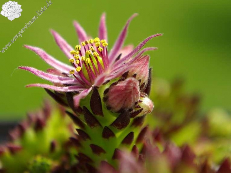 montanum ssp. stiriacum