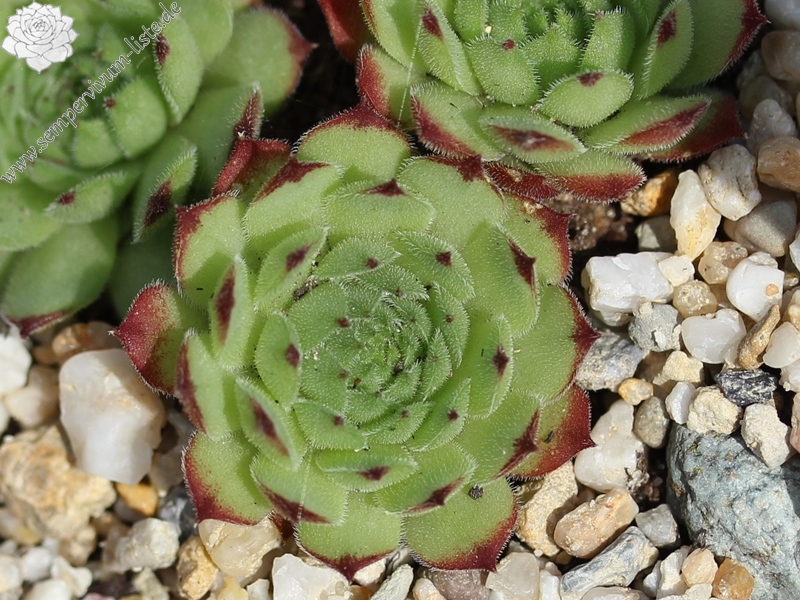 montanum x S. pittonii