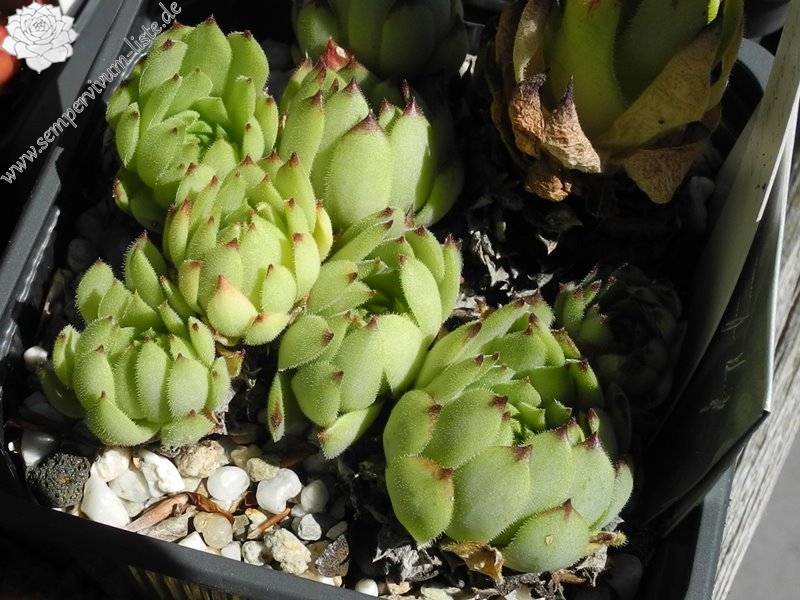 montanum x S. pittonii