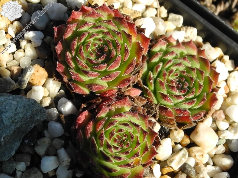 montanum x S. pittonii