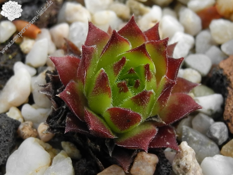 montanum x S. tectorum from Col du Tourmalet (unterhalb)